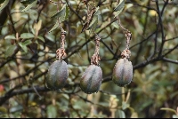 Passiflora trifoliata
