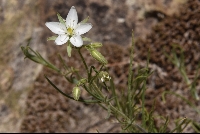 Spergularia fasciculata
