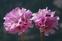 Armeria maritima subsp. elongata
