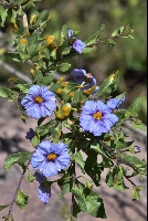 Lycianthes lycioides