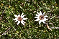Werneria pygmaea