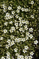 Minuartia rupestris subsp. rupestris