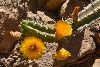 <em>Corryocactus aureus</em>