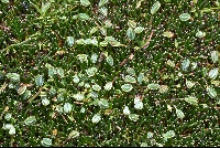 Distichia muscoides & 'Lachemilla diplophylla'