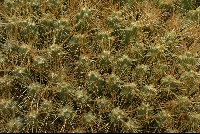Cumulopuntia boliviana subsp. ignescens