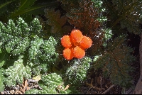 Caiophora rosulata