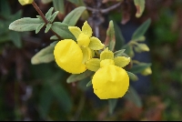 Calceolaria atahualpae