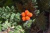 <em>Caiophora rosulata</em>
