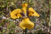 Hesperoxiphon peruvianum