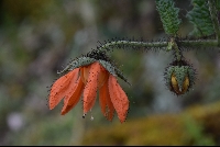 Caiophora grandiflora