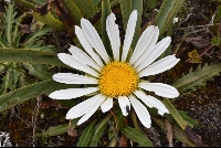 Werneria nubigena