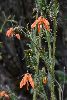 <em>Caiophora grandiflora</em>