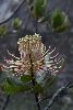<em>Oreocallis grandiflora</em>
