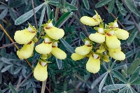 Calceolaria cajabambae