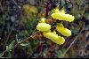 <em>Calceolaria cajabambae</em>