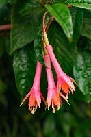 Fuchsia cf. pachyrrhiza
