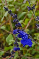 Salvia rhombifolia