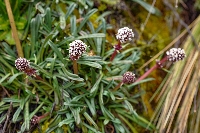 Valeriana cf. globularoides