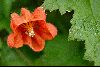 <em>Caiophora cirsiifolia</em>