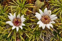 Werneria pygmaea