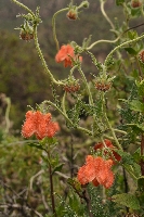Caiophora cirsiifolia