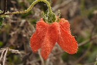 Caiophora cirsiifolia