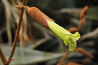 Puya ferruginea