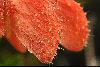 <em>Caiophora cirsiifolia</em>