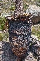 Puya raimondii, burned 'old'