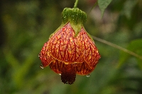 Abutilon peruvianum