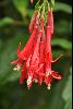 <em>Fuchsia boliviana</em>