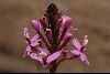 <em>Epidendrum secundum</em>