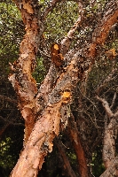 Polylepis racemosa