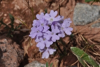 Glandularia microphylla