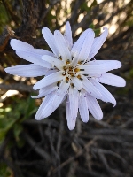 Perezia coerulescens