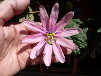 Passiflora mandonii