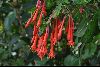 <em>Fuchsia boliviana</em>