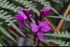 <em>Epidendrum jamiesonis</em>