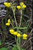 <em>Calceolaria crenata</em>