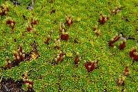 Azorella pedunculata