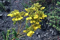 Calceolaria cf. dilatata