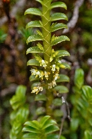 Fernandezia cristallina