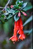<em>Fuchsia ampliata</em>