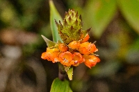 Elleanthus aurantiacus