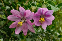 Passiflora cumbalensis