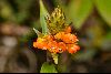 <em>Elleanthus aurantiacus</em>