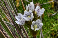 Gentianella corymbosa
