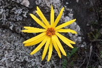 Dorobaea pimpinellifolia
