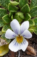 Viola bangii