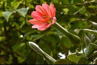 Passiflora mixta